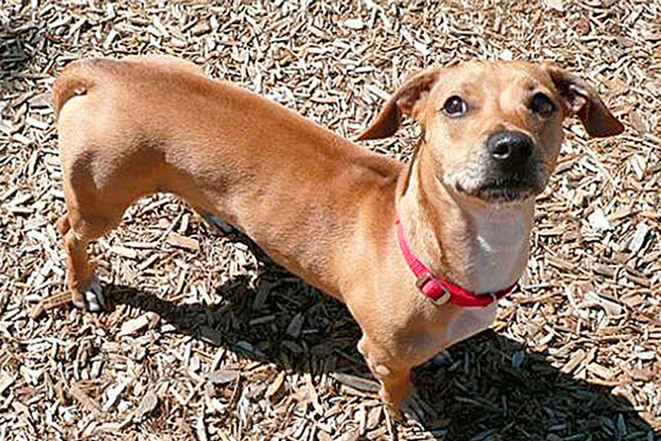 My name is Phoenix, and I need a home | Pet of the Week