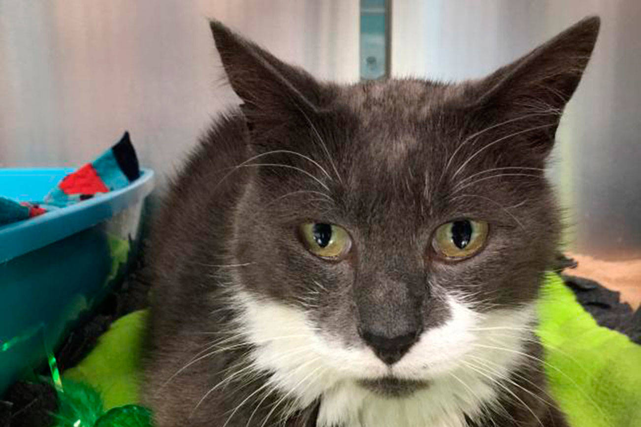 My name is Ephron, and I need a home | Pet of the Week