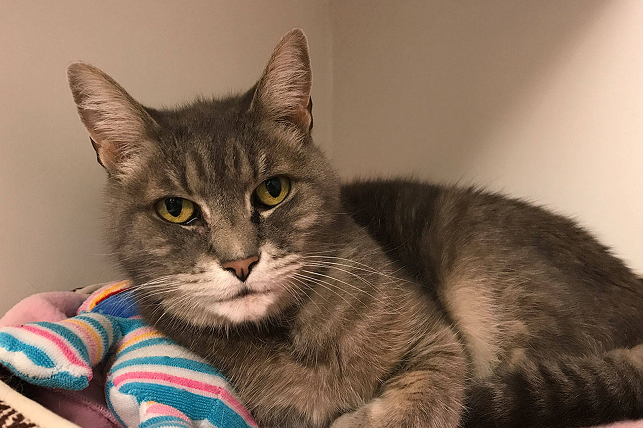 My name is Gertrude, and I need a home | Pet of the Week