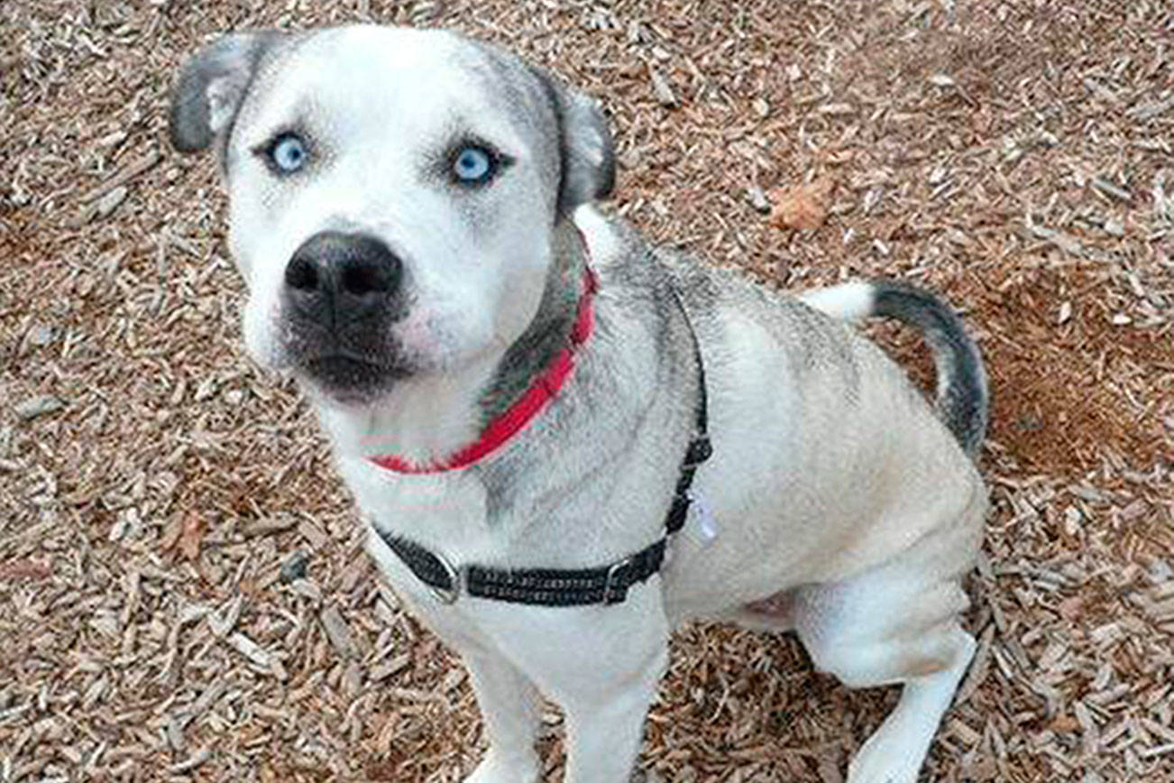 My name is Pretty Boy, and I need a home | Pet of the Week