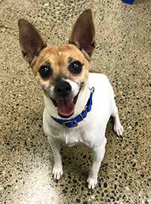 My name is Papillion, and I need a home | Pet of the Week