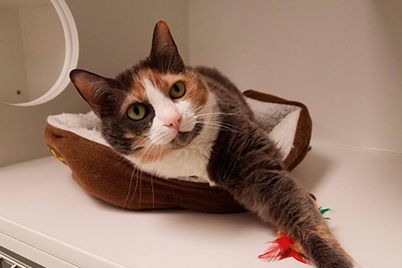 My name is Nala, and I need a home | Pet of the Week