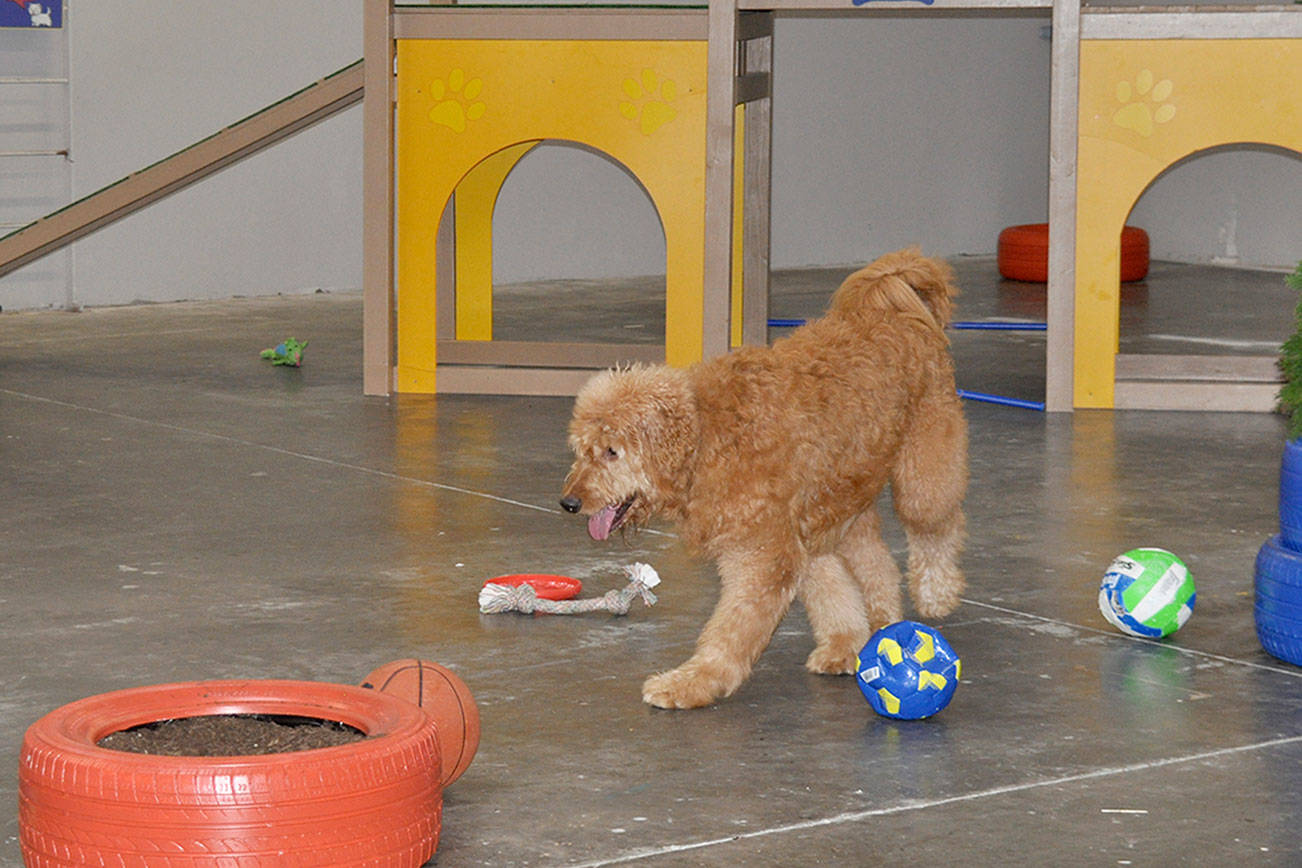 Piper’s Playground offers indoor play space for dogs
