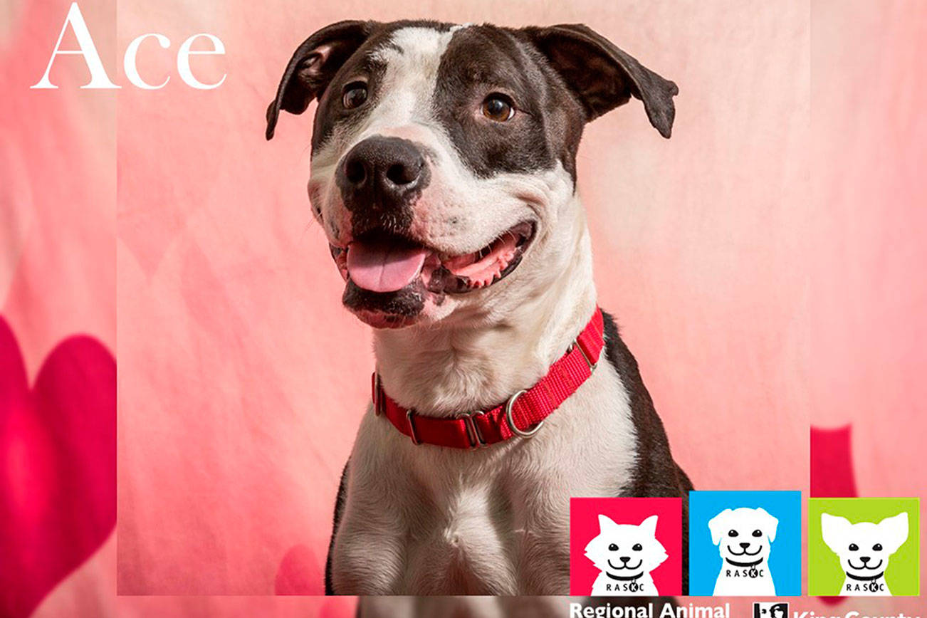 My name is Ace, and I need a home | Pet of the Week