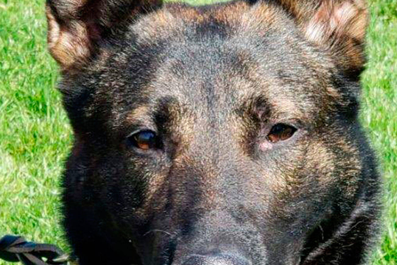 Two dogs soon to join King County Sheriff’s Office