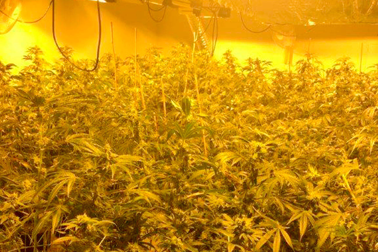 Police seize thousands of marijuana plants in Federal Way raid