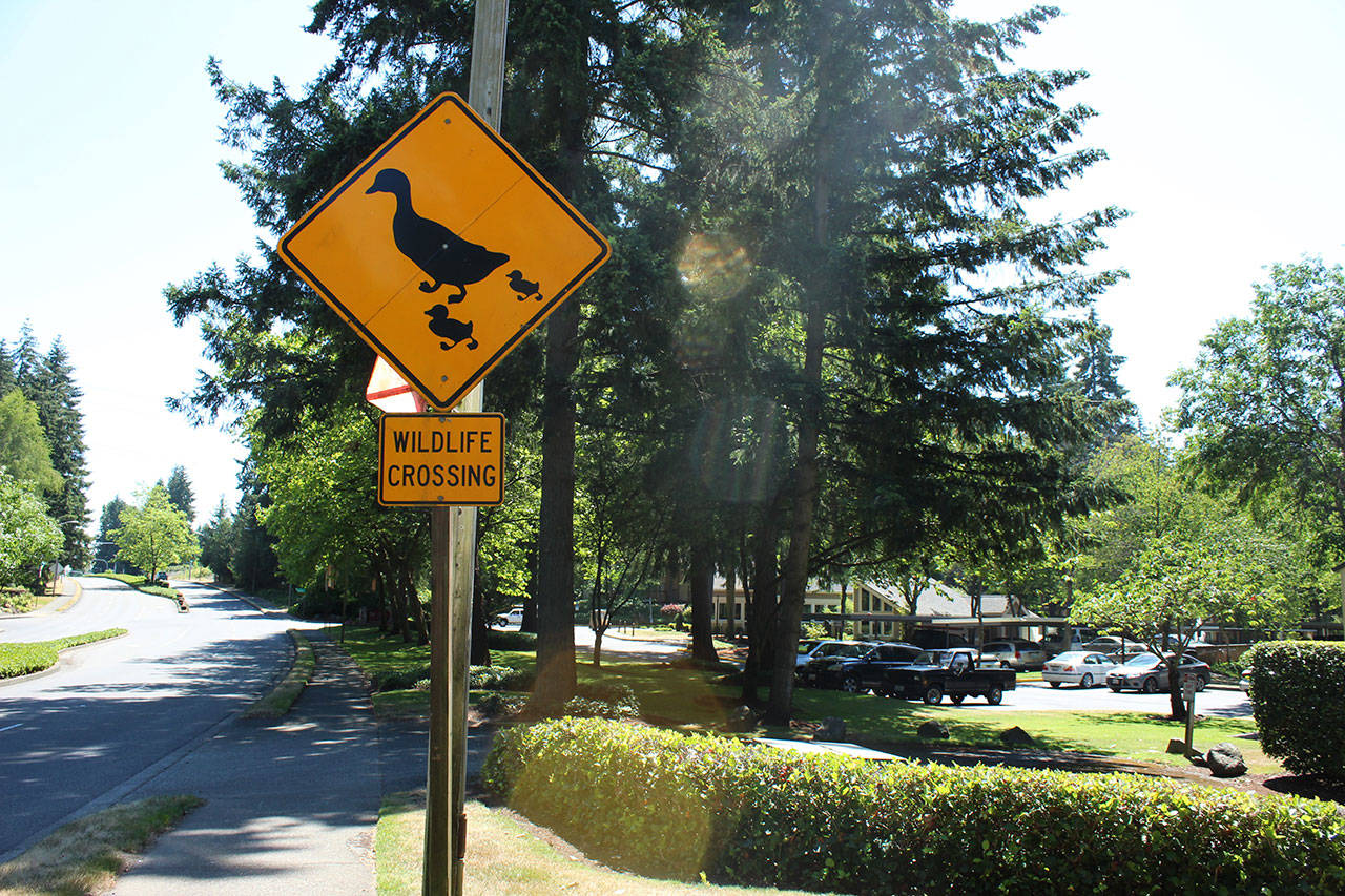 From April to August, Yee sits near the duck crossing sign to make sure the baby geese and ducklings can cross safely. HALEY DONWERTH, the Mirror