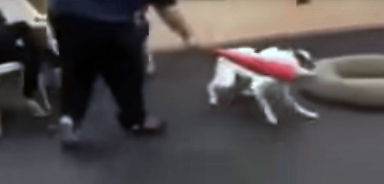A video has surfaced which shows a trainer at Bothell’s Academy of Canine Behavior hitting a dog with a plastic bat.