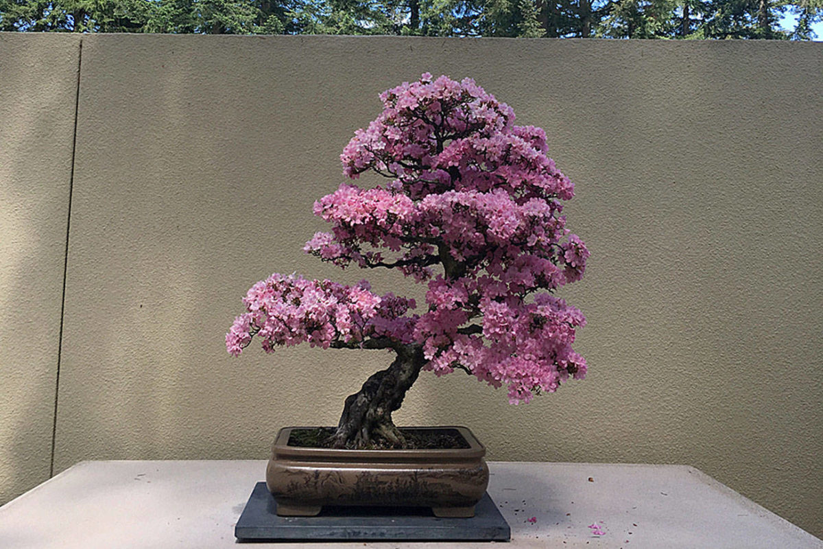 Bonsai Fest! returns to Federal Way May 1112 Federal Way Mirror