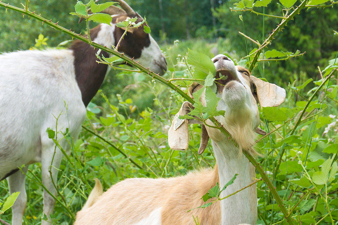 Goats, greenhouses, gardening at free summit