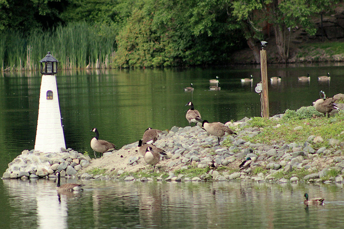 Geese gassing: Residents call for moratorium on ‘harsh’ killings in Federal Way
