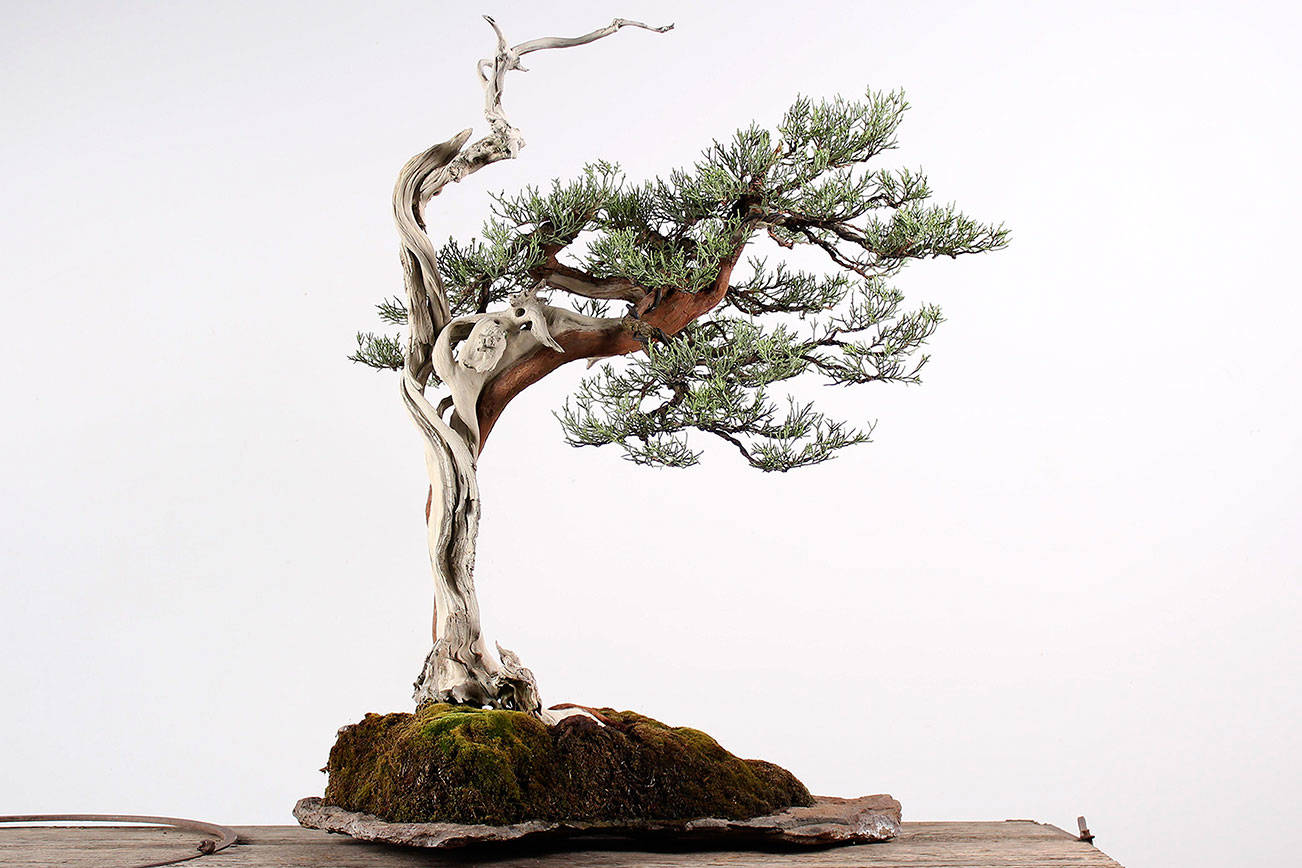 Federal Way’s Pacific Bonsai Museum collaborating with artists for Seattle Design Festival exhibition