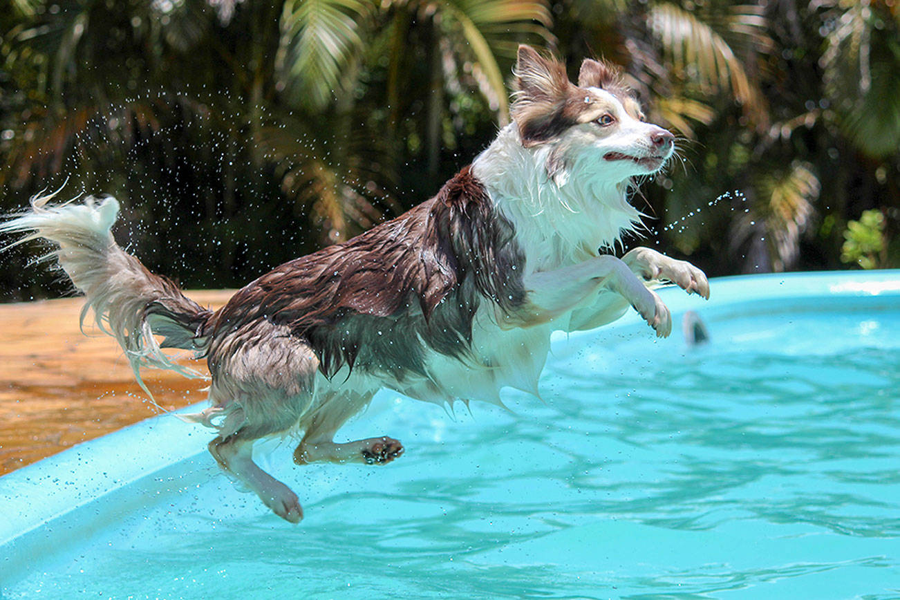 First-ever Paw-Pool-Ooza swim party for pups coming to Wild Waves