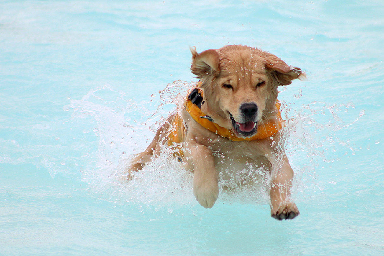 Pool paw-rty: Local pups take a swim at Wild Waves | Photos
