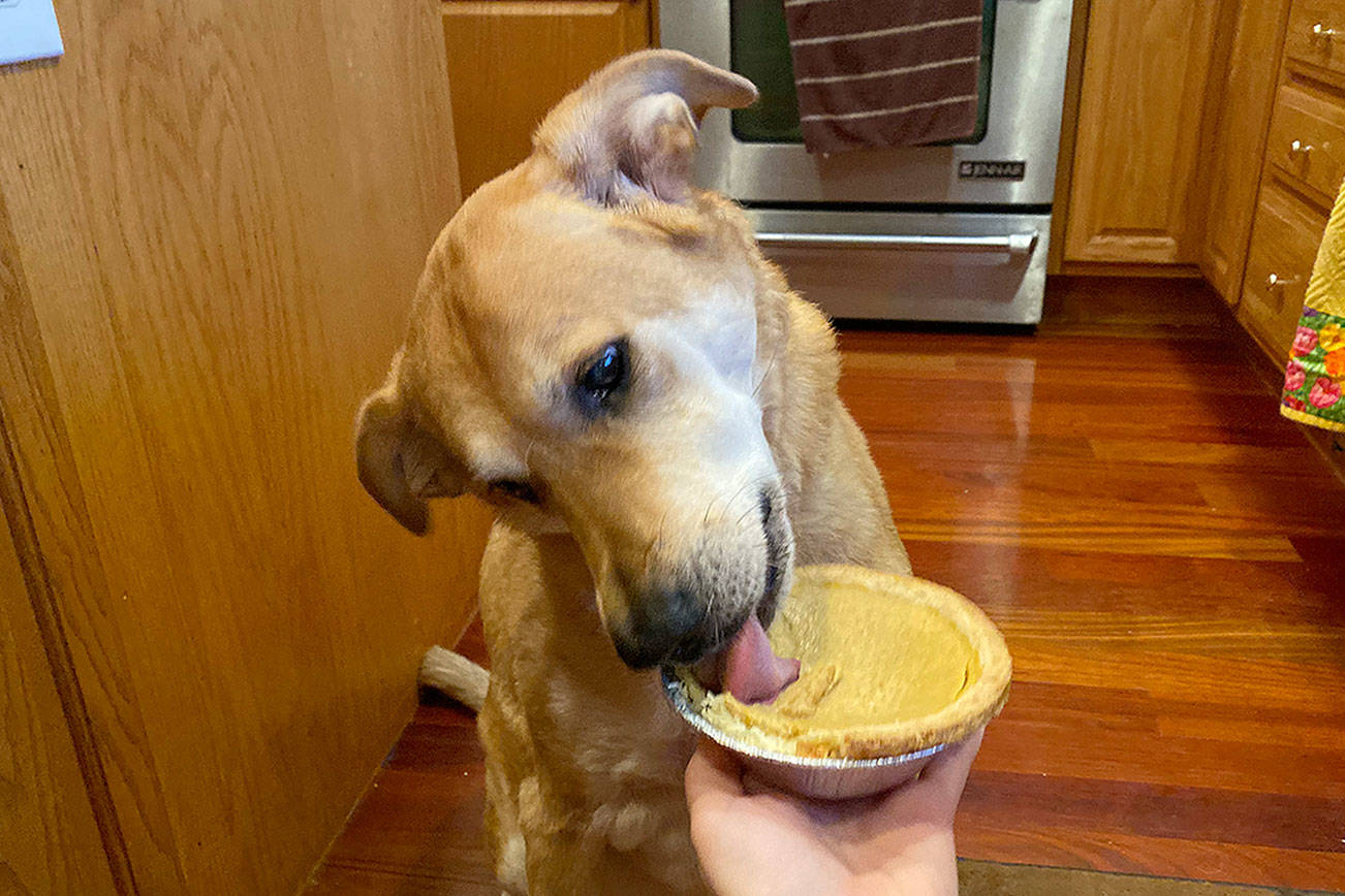 Pumpkin pies for pets: The Soggy Doggy makes pet-friendly holiday treats
