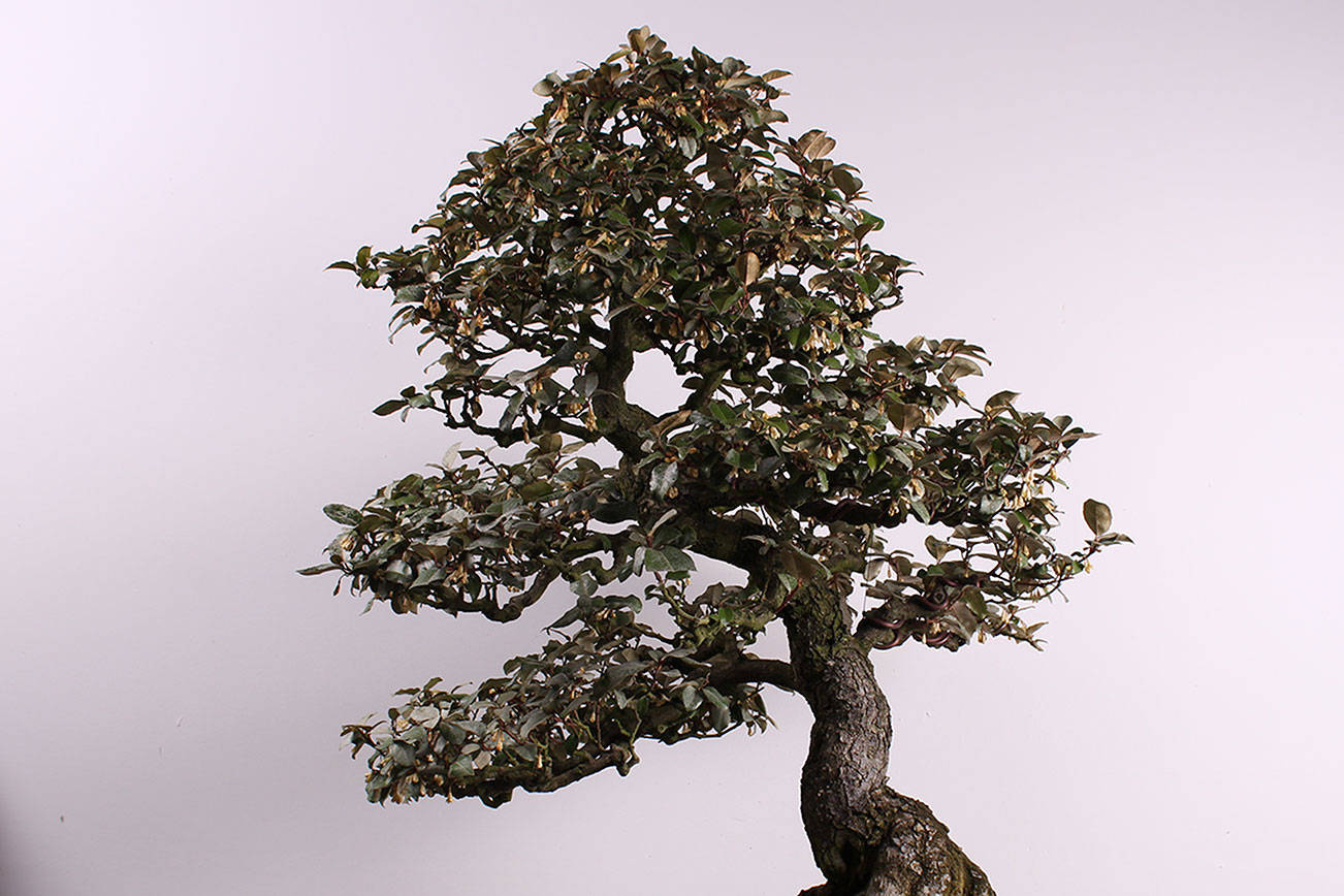 Bonsai Burglary Trees Worth Thousands Stolen From Pacific Bonsai Museum In Federal Way Federal Way Mirror