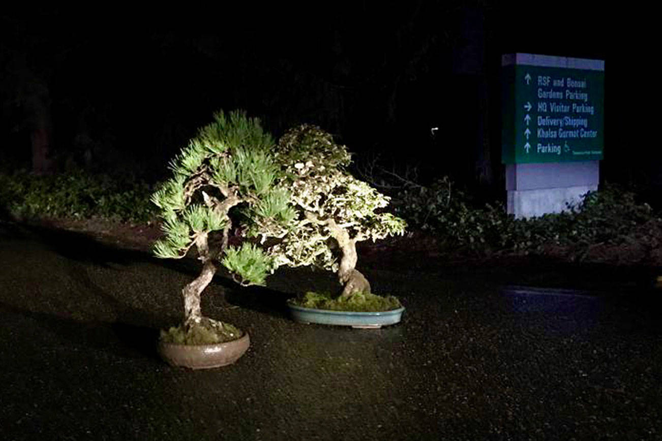 Stolen bonsai trees ‘mysteriously returned’ to Pacific Bonsai Museum in Federal Way