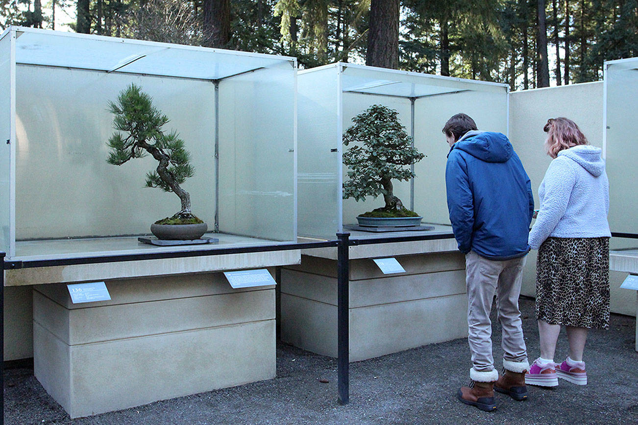 Pacific Bonsai Museum in Federal Way aims to restore stolen bonsai, raise funds to enhance security
