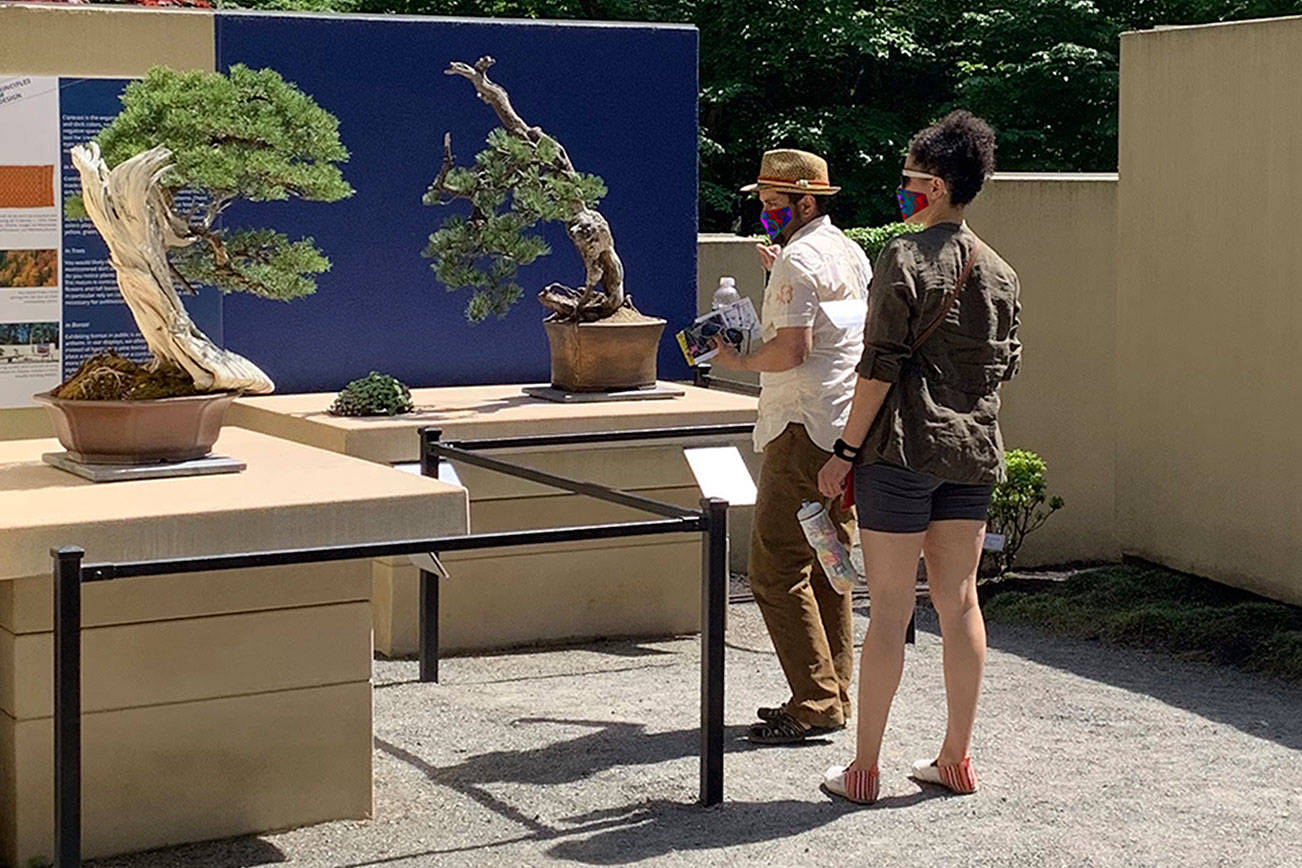 Federal Way’s Pacific Bonsai Museum reopens to the public