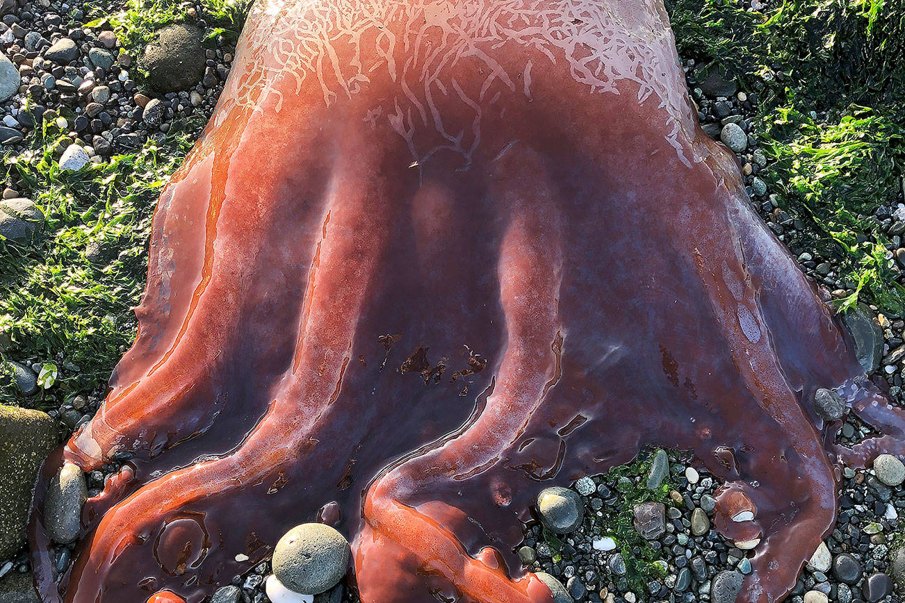 Possible rare ‘seven-armed octopus’ found on Whidbey beach