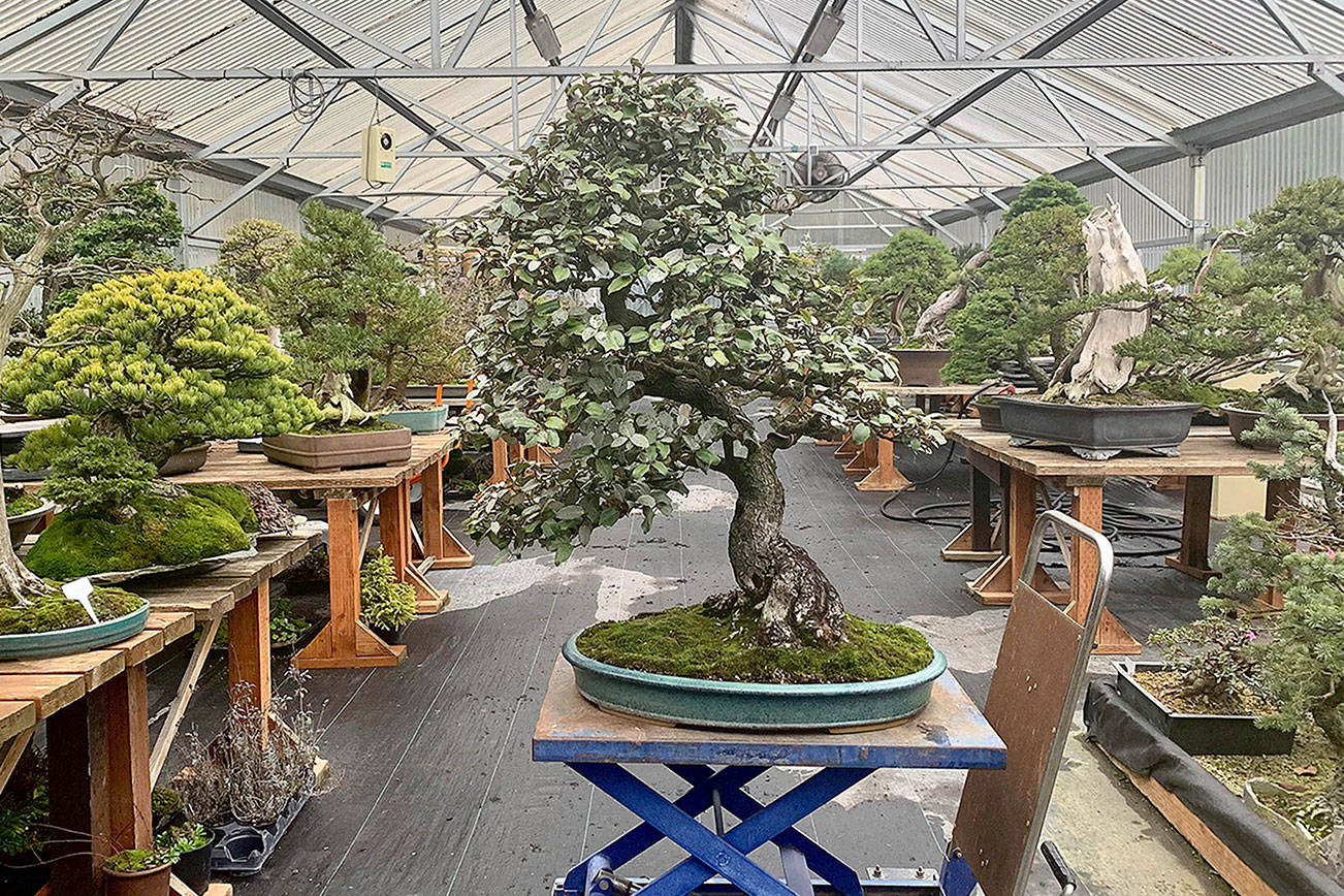 Elaeagnus healed. Silverberry bonsai (Elaeagnus pungens) in Pacific Bonsai Museum’s cool house, February 2021. Photo by Pacific Bonsai Museum