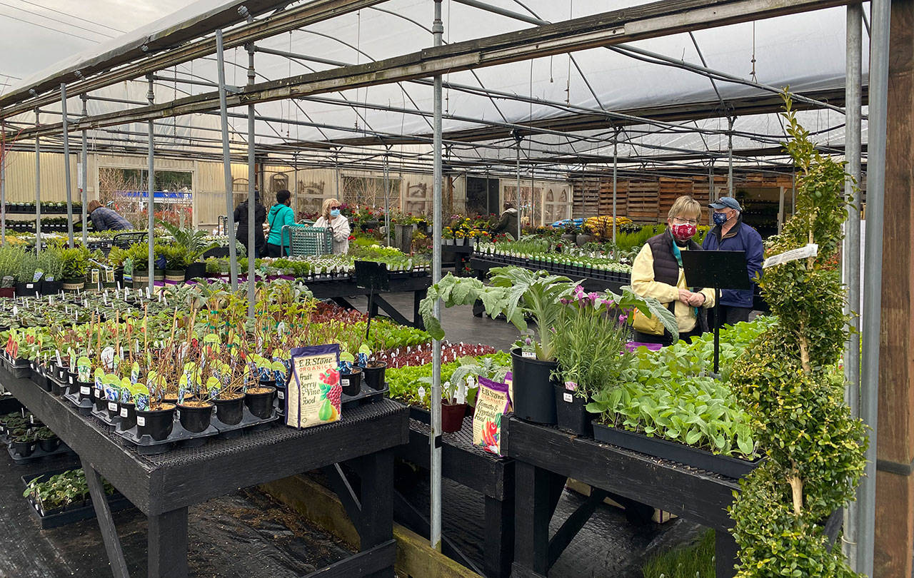 Customers shop at Watson’s Greenhouse and Nursery (3909 S. 320th Street) minutes after the grand opening on March 18. Olivia Sullivan/the Mirror