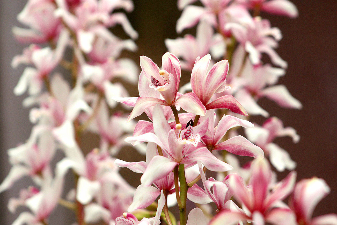 A Cymbidium Orchid captured at the Rhododendron Species Botanical Garden in Federal Way. Olivia Sullivan/the Mirror