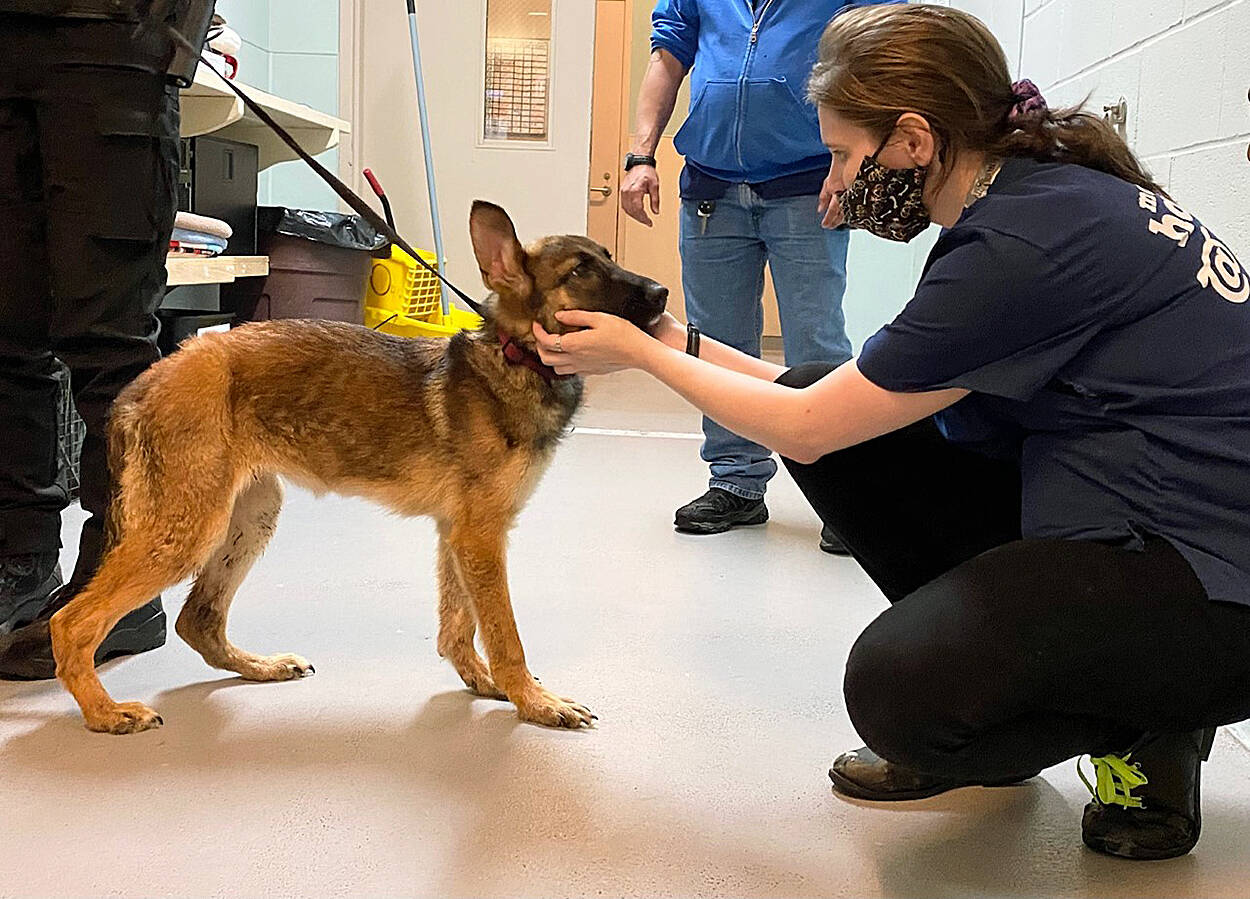 A 5-month-old confiscated puppy receives care from shelter staff. Photo courtesy of the Humane Society for Tacoma & Pierce County