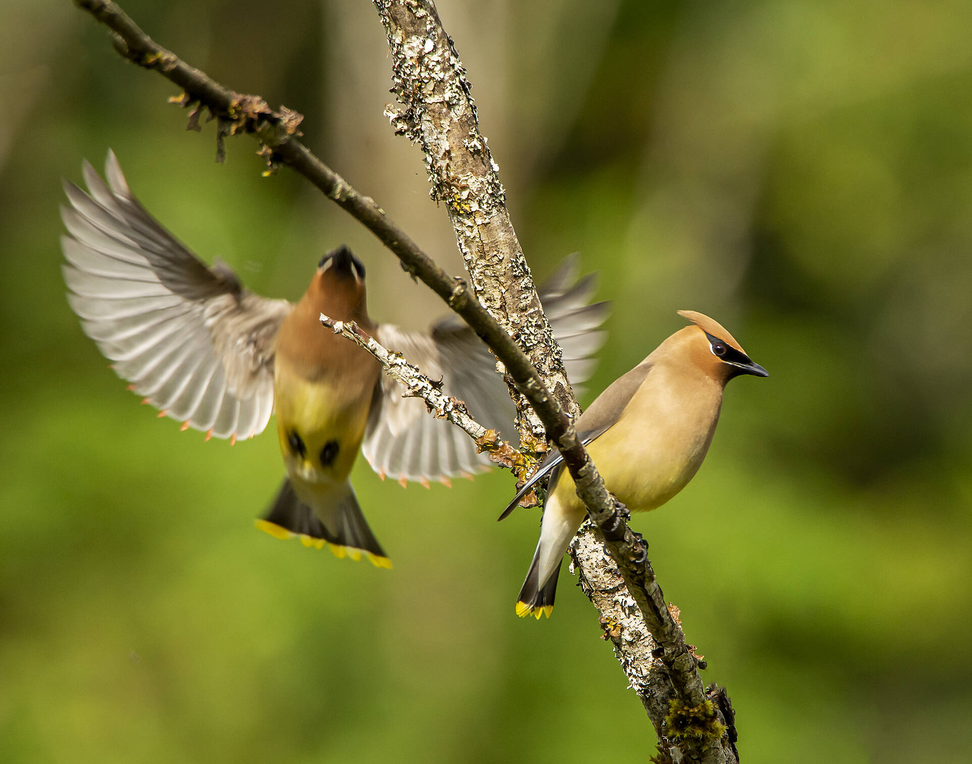Cedar Waxwings are birds commonly found in Flaming Geyser Park. Photo courtesy of Jay Galvin.