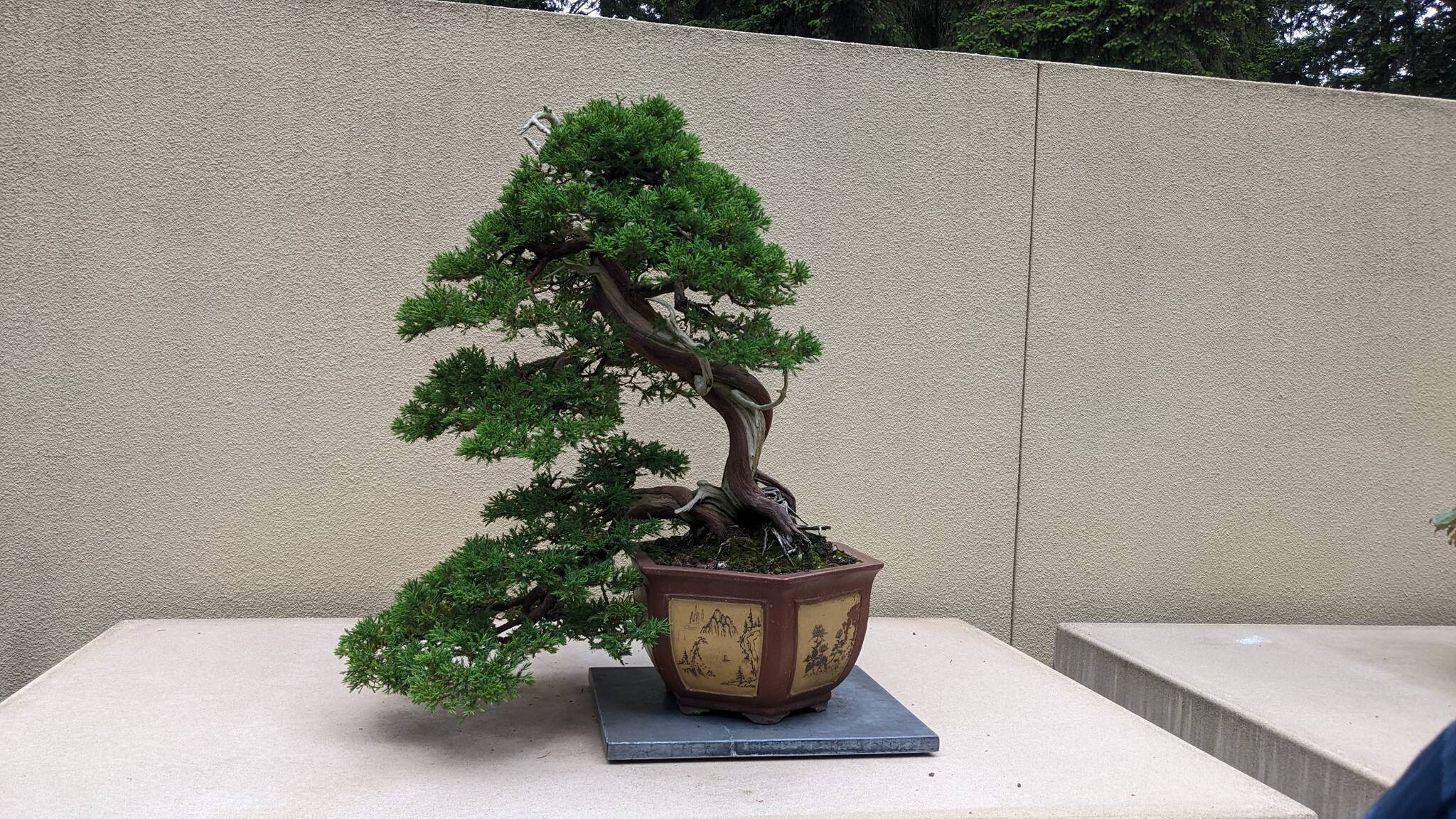 Formosan Juniper bonsai at the Pacific Bonsai Museum on June 18. Sarah Fox/Sound Publishing