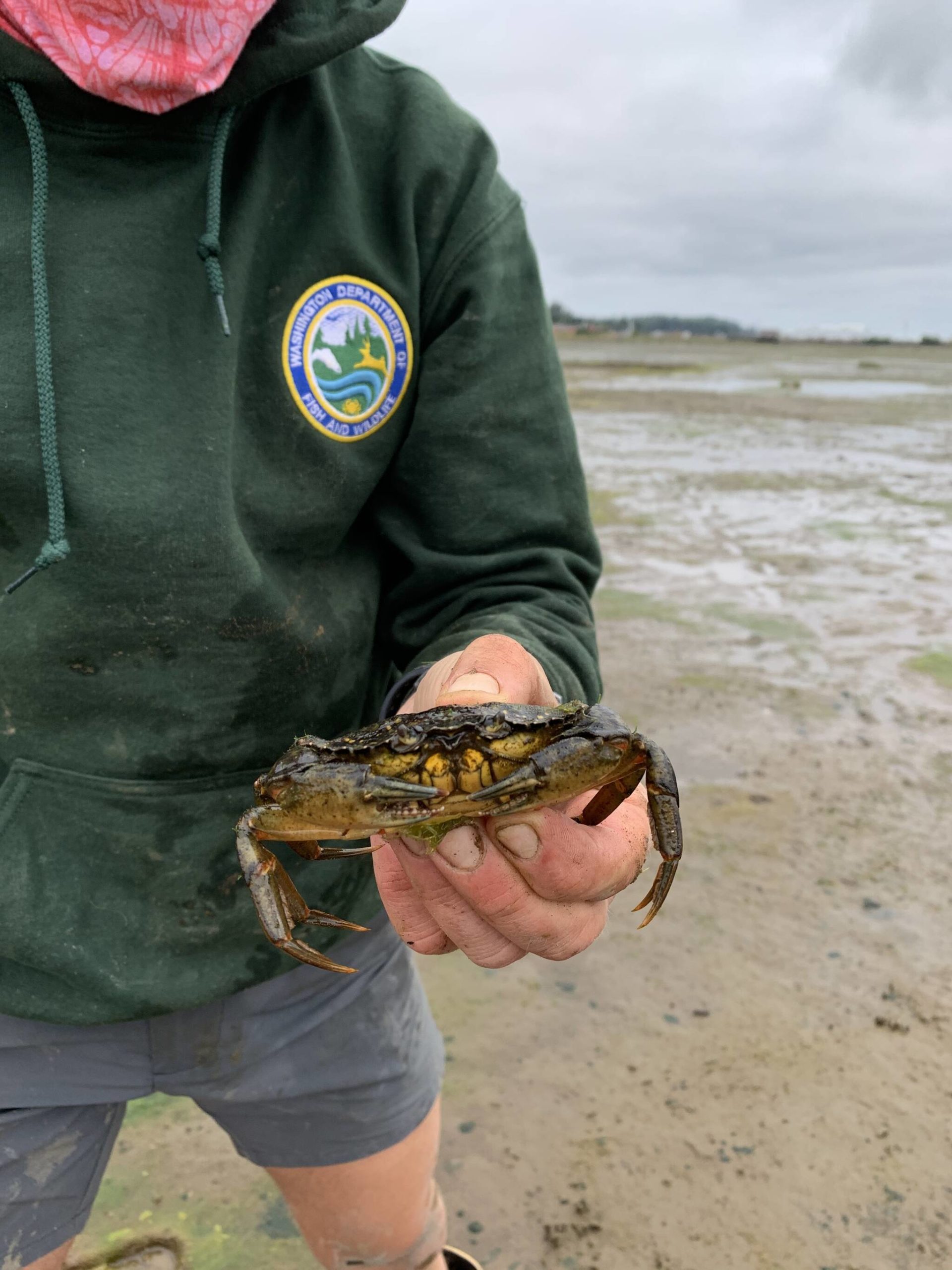 WDFW staffer holds large European Green Crab at Willapa Bay. Photo courtesy of Chase Gunnell.