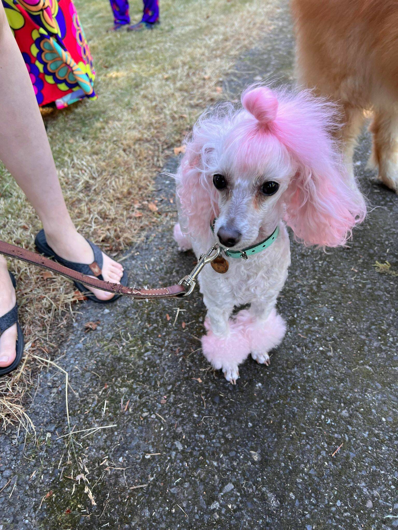 Furry friend at Wayside UCC Pride Picnic August 6. Picture courtesy of Allison Fine.
