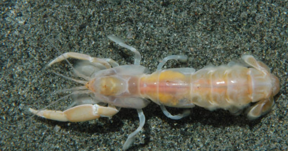 The bay ghost shrimp, also known as Neotrypaea Californiensis. Courtesy of Dave Cowles.