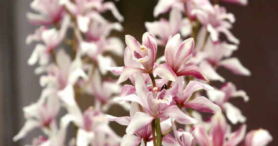 A Cymbidium Orchid captured at the Rhododendron Species Botanical Garden in Federal Way. Olivia Sullivan / the Mirror