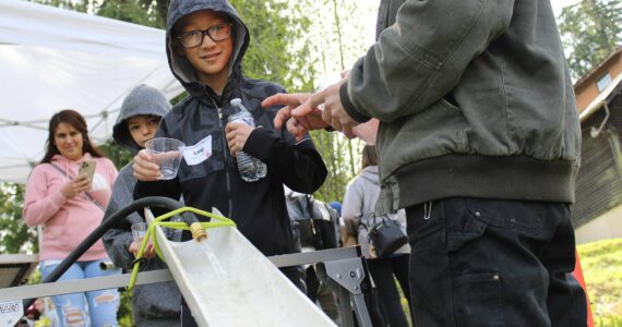 Green Gables student Lang prepares to pour a tiny salmon fry into Brook Lake during an April 27 field trip at the West Hylebos Wetland. Alex Bruell / The Mirror