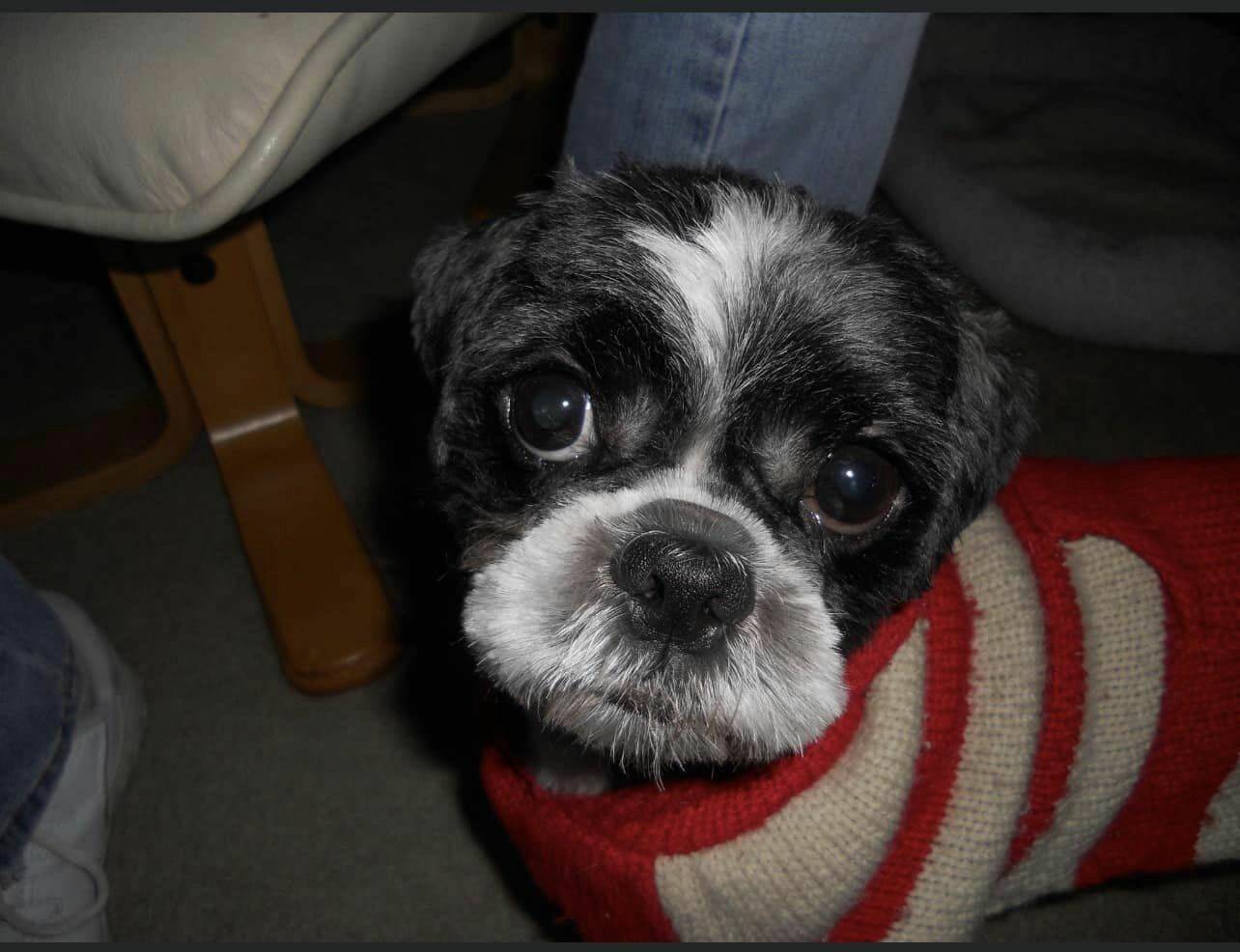 Gizmo, an eleven-year-old Shih Tzu, was taken in a car theft earlier this month but has now been returned. Photo courtesy of Dara Mandeville