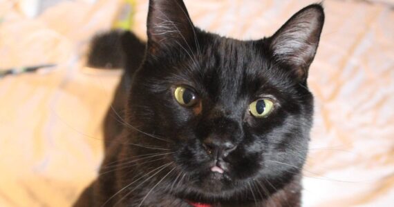 Courtesy photo.
Pet blood donation shortages have been low since the pandemic began.