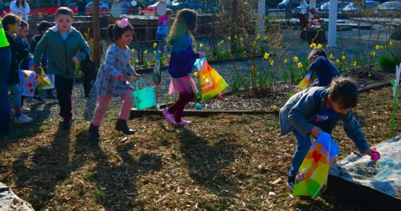 Kids run to find Easter eggs at the Light of Christ Community Garden Easter Egg Hunt on Saturday, March 30. Photo by Bruce Honda