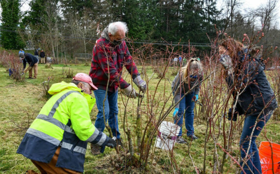 Volunteers work at Brooklake Blueberry Farm in Federal Way. Courtesy photo