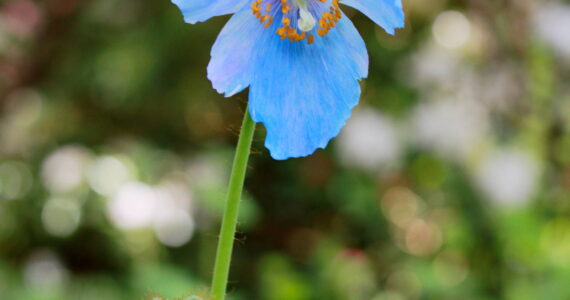 The mystical Himalayan blue poppy, Meconopsis. Photo by Keelin Everly-Lang / The Mirror