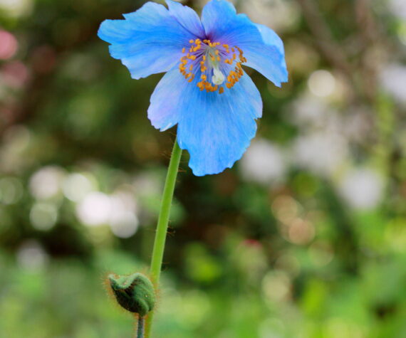 The mystical Himalayan blue poppy, Meconopsis. Photo by Keelin Everly-Lang / The Mirror