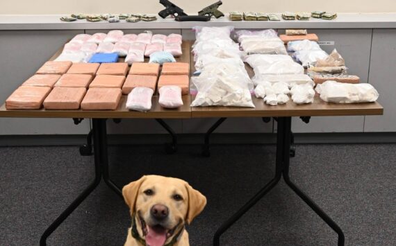 King County Sheriff’s Office K9 officer with seized drugs. Photo provided by KCSO