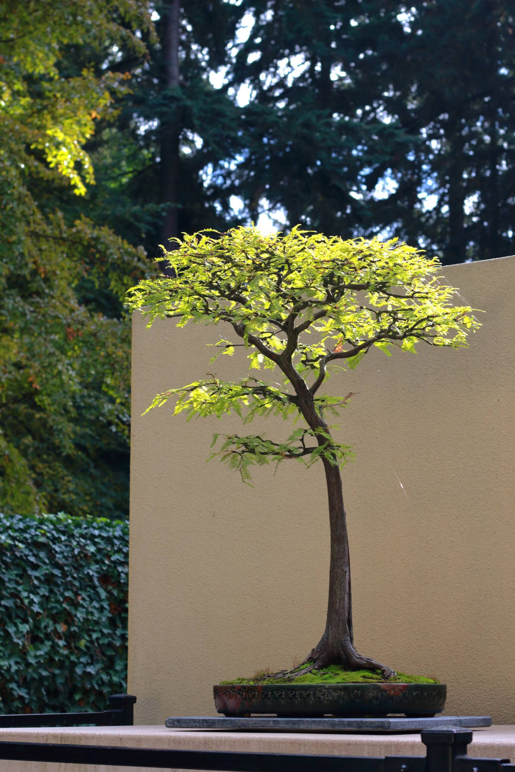 Winter happenings at the Pacific Bonsai Museum | Federal Way Mirror