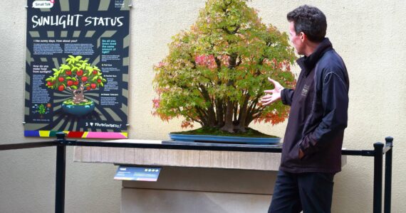 Pacific Bonsai Museum curator Aarin Packard describes one of his favorite bonsai, a tiny living forest from one of his teachers. Photo by Keelin Everly-Lang / the Mirror.