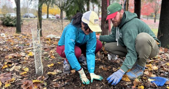 16 stewards, 3 Washington Native Pant Society staff, 69 volunteers, and Federal Way Parks and Recreation coordinators came together to restore Celebration Park and the Steel Lake Annex on Nov. 15 for Plantapalooza. Photo courtesy of the City of Federal Way.