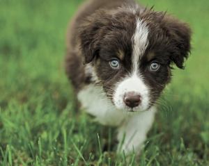 Keep your pets safe and calm during the Fourth of July.