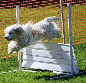 The K9 Karnival at Steel Lake Park was held Sept. 21.