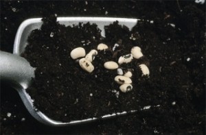 More people are turning to gardening as a way to reduce their grocery bills