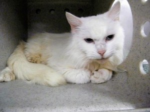 Callie is available for adoption in Kent.