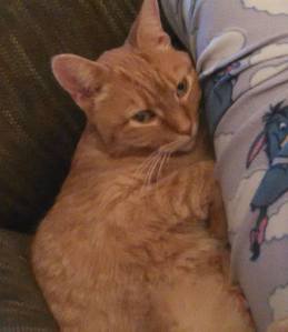 Togo is this week's pet of the week.